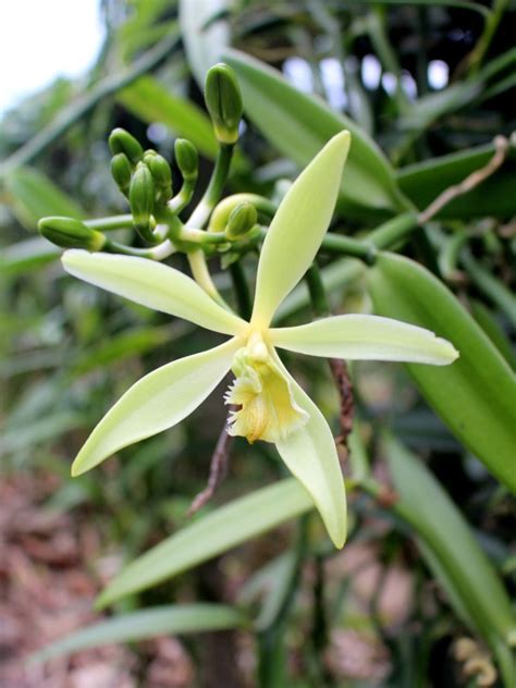 growing vanilla bean orchids.